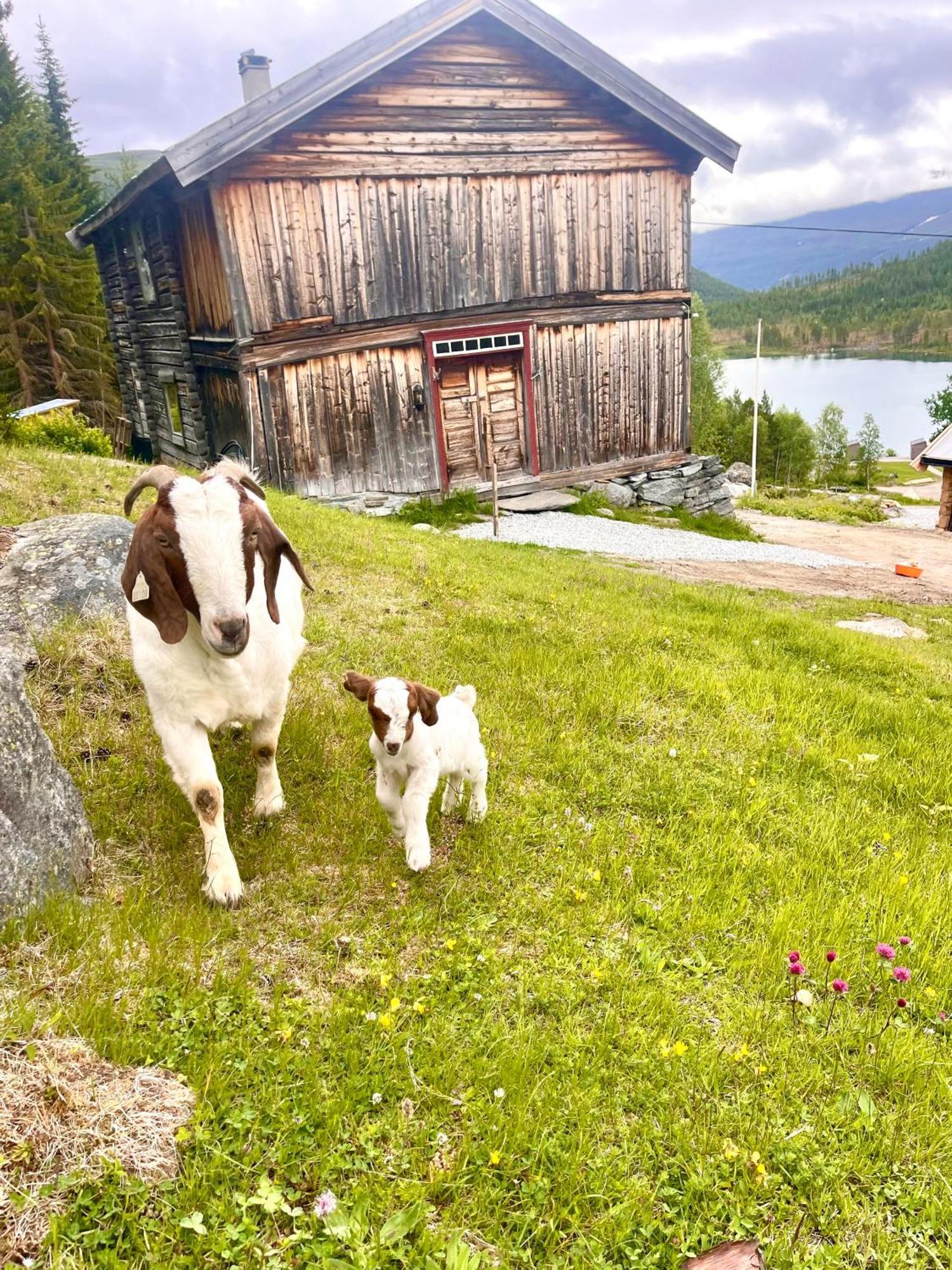 Reinheimen Lodge Skjåk Kültér fotó