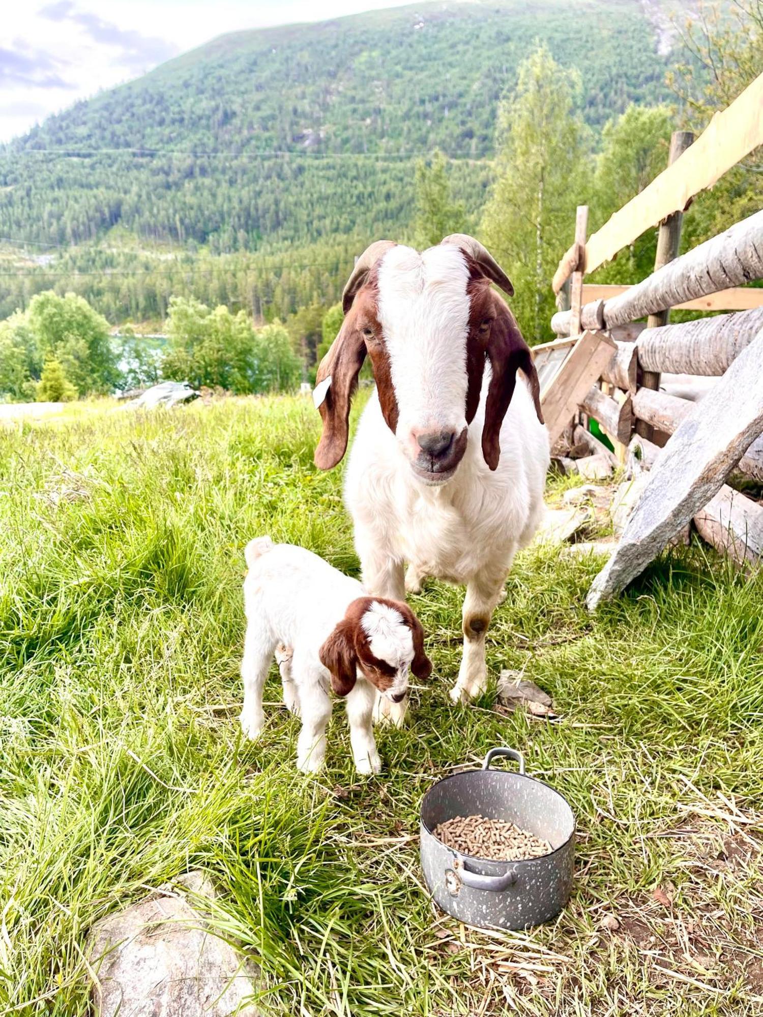 Reinheimen Lodge Skjåk Kültér fotó